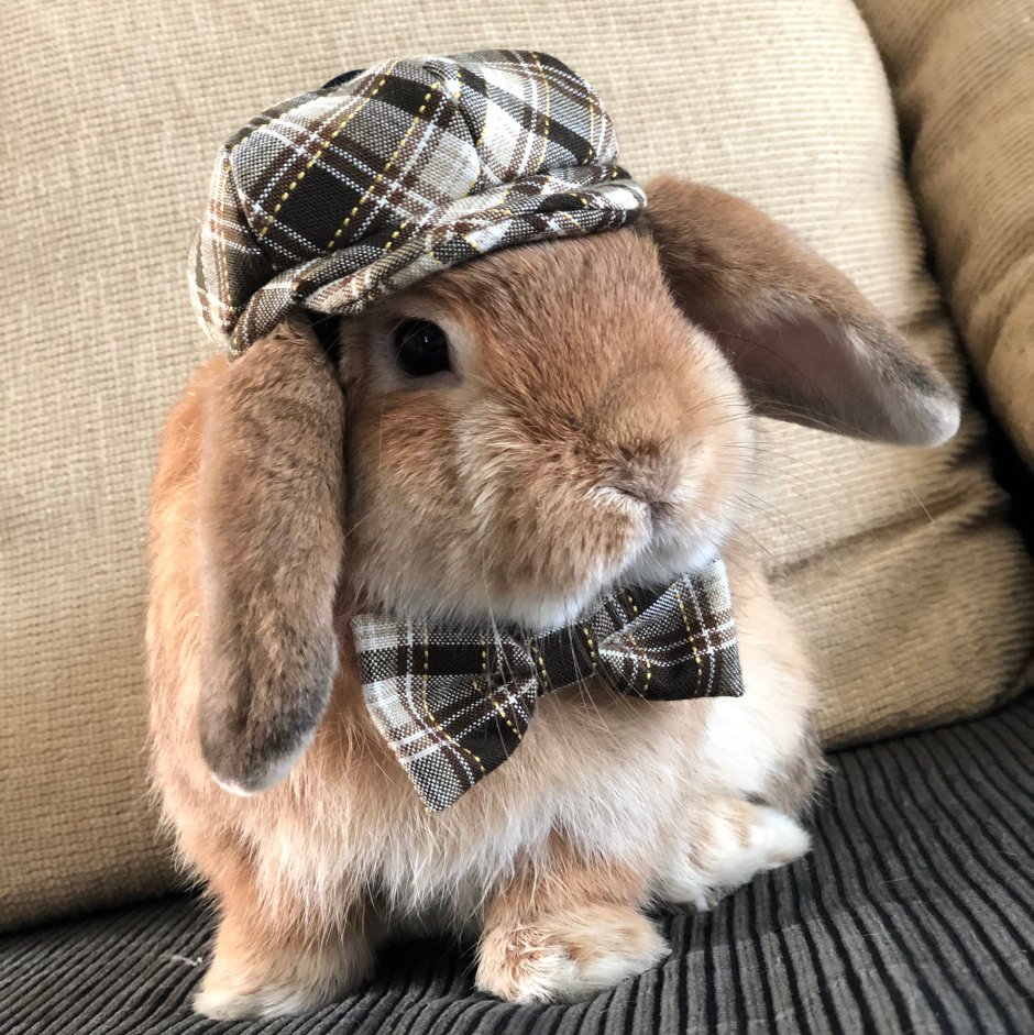 Bunny Bowtie