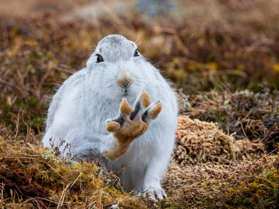 Bunny over the Mountains