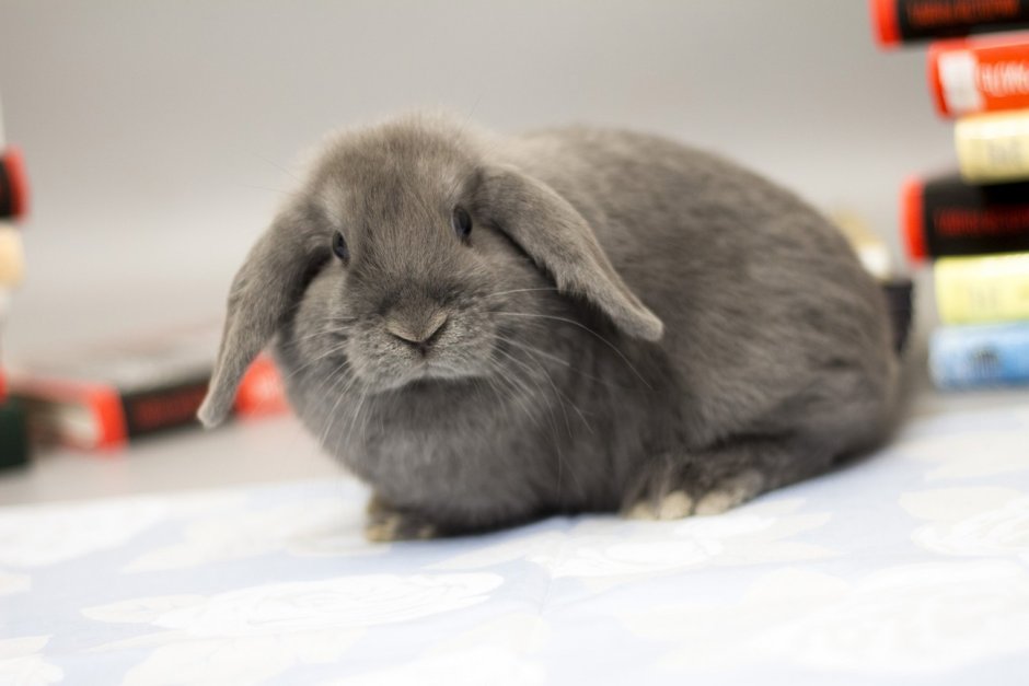 Голландский вислоухий кролик