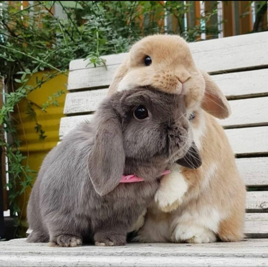 Голландский кролик