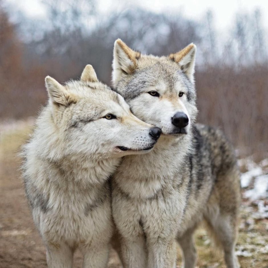 Wolf Soul