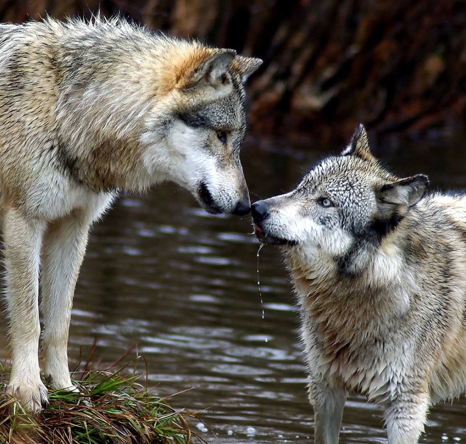 Volk Wolf белый и черный волк
