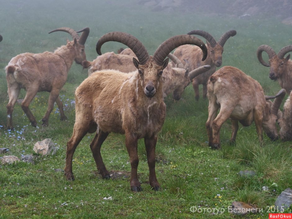 Баран Кош