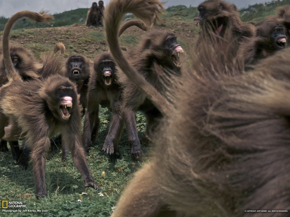 Бабуин National Geographic
