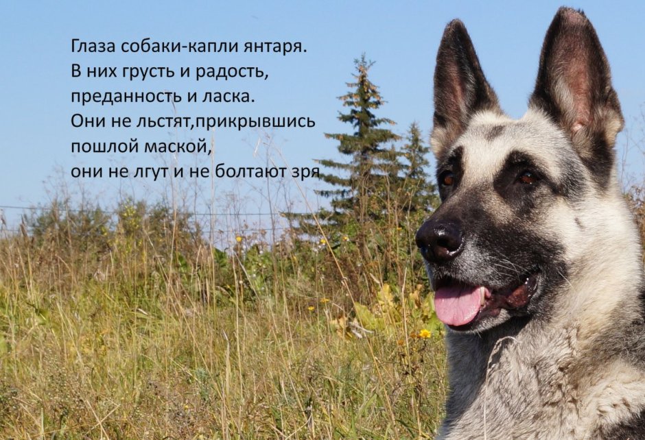 ВЕО Восточно-европейская овчарка