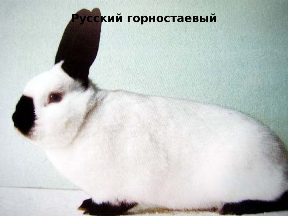 Кролики породы горностай