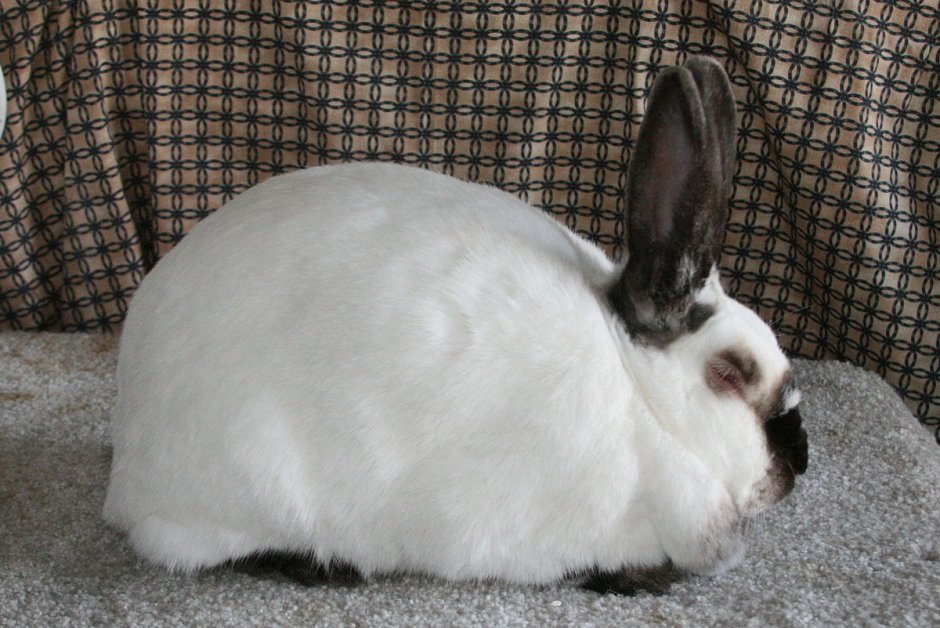 Калифорнийский гигант кролик