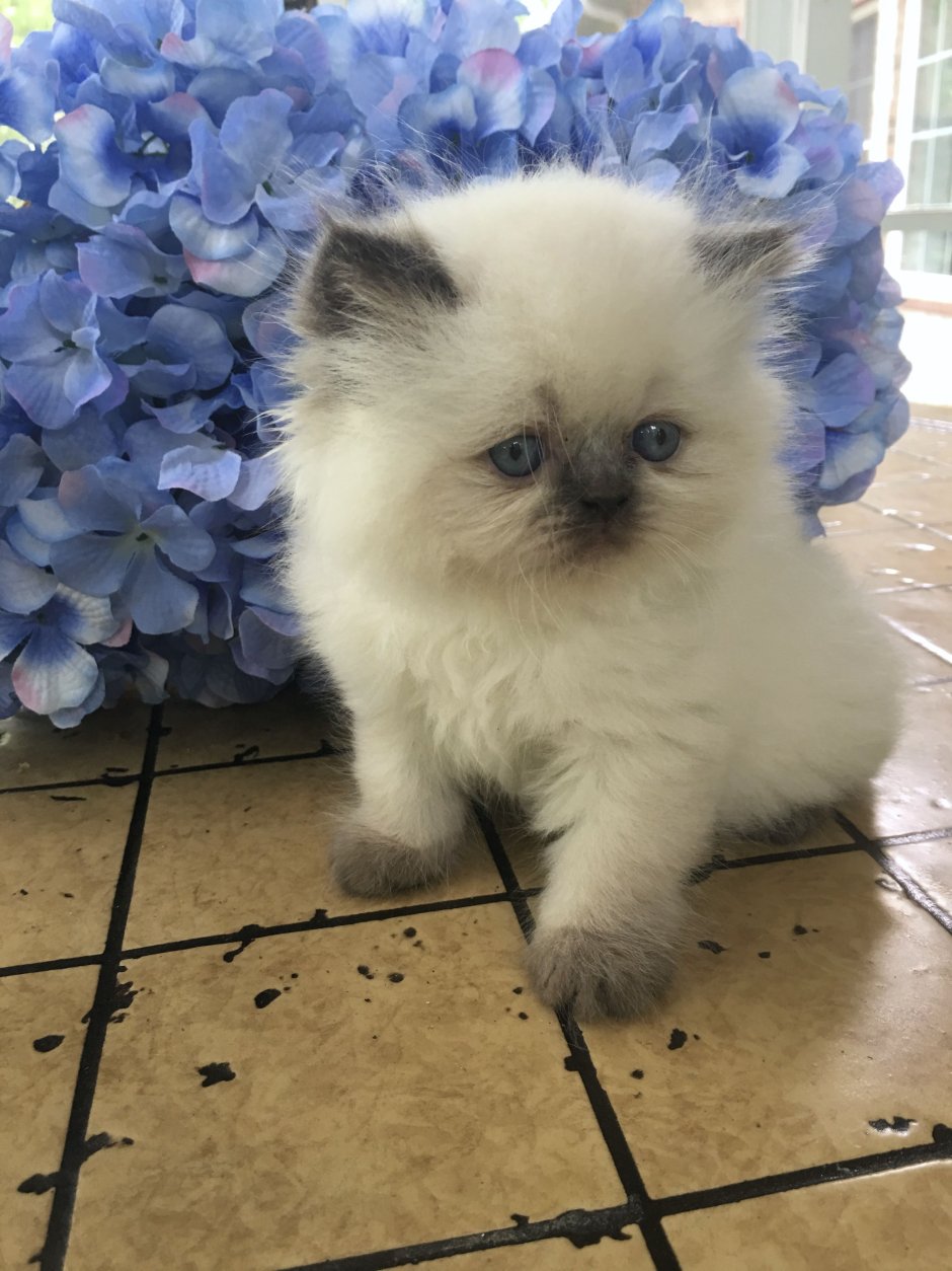 Fluffy Kitty