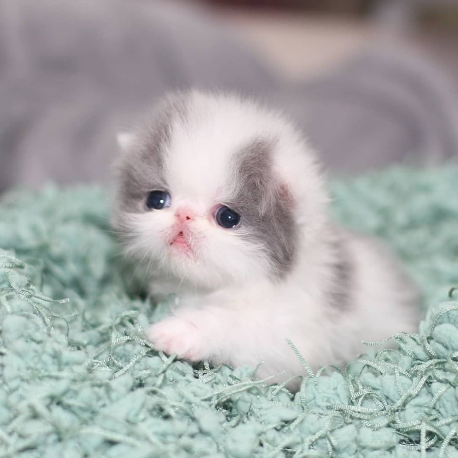 Baby Kitten Beauty