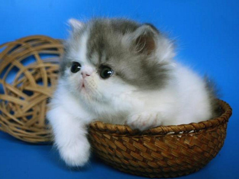 Ширази котята