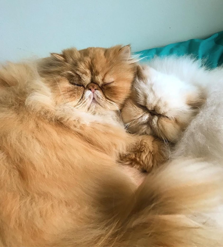 Персидские котята