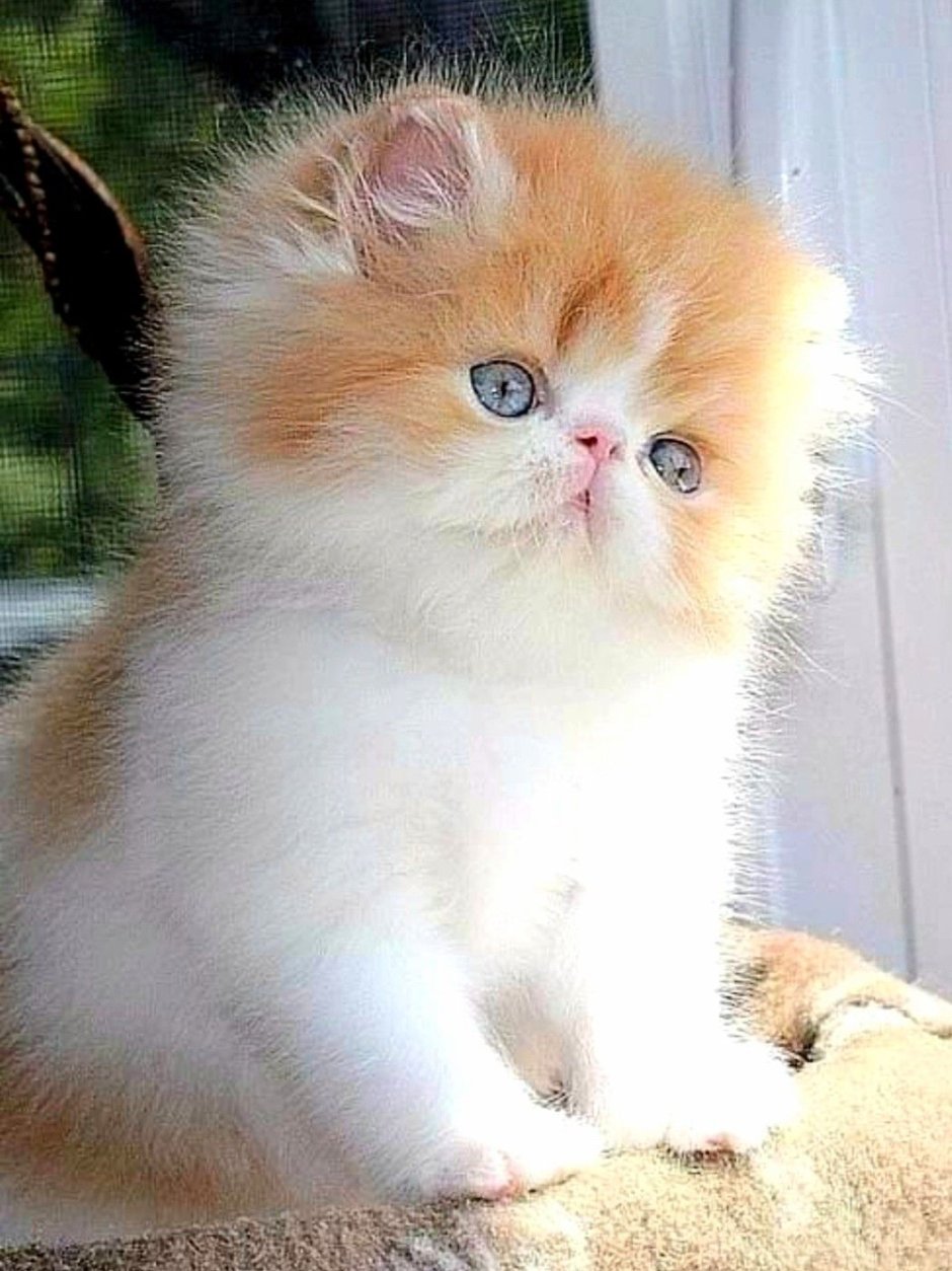 Funny Cat Videos Persian Cat