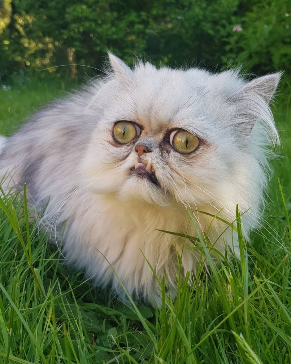 Персидские коты