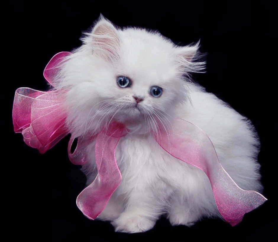 Маленький милый котенок