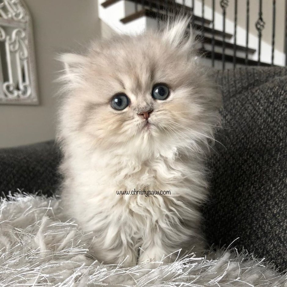 Белый персидский котенок