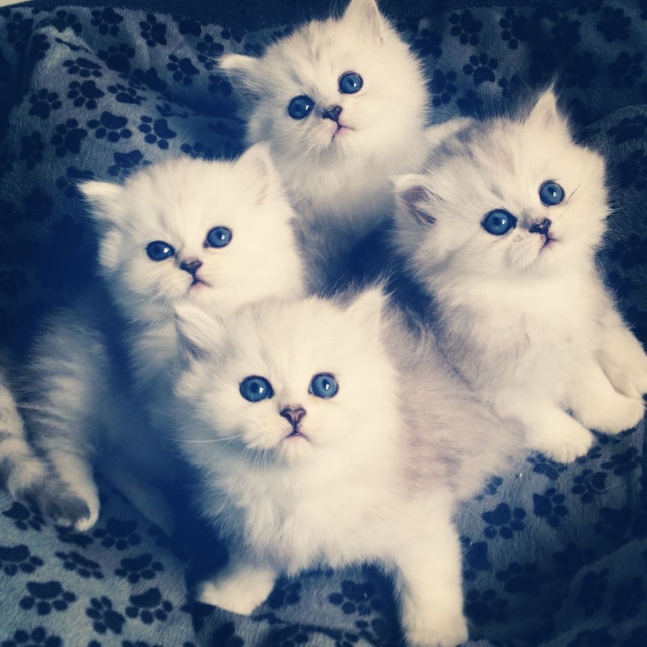 Милый персидский кот