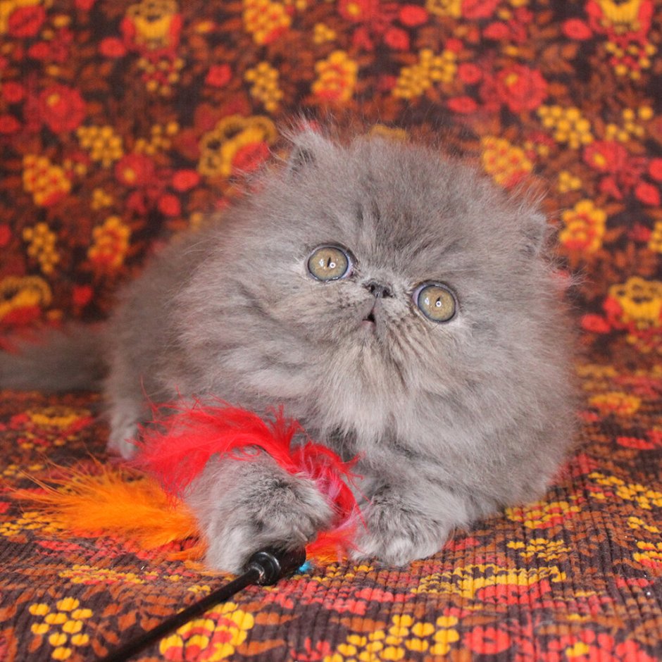 Персидская шиншилла рыжая котенок