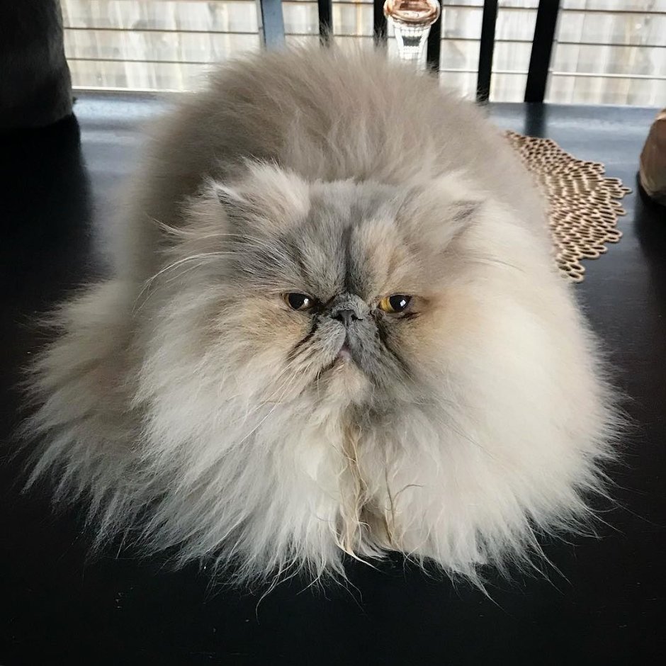 Котенок с бантиком