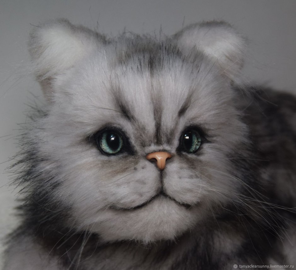Сериньки котёнок персидский маленький
