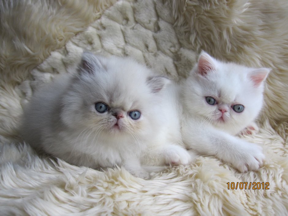 Гималайская Персидская кошка
