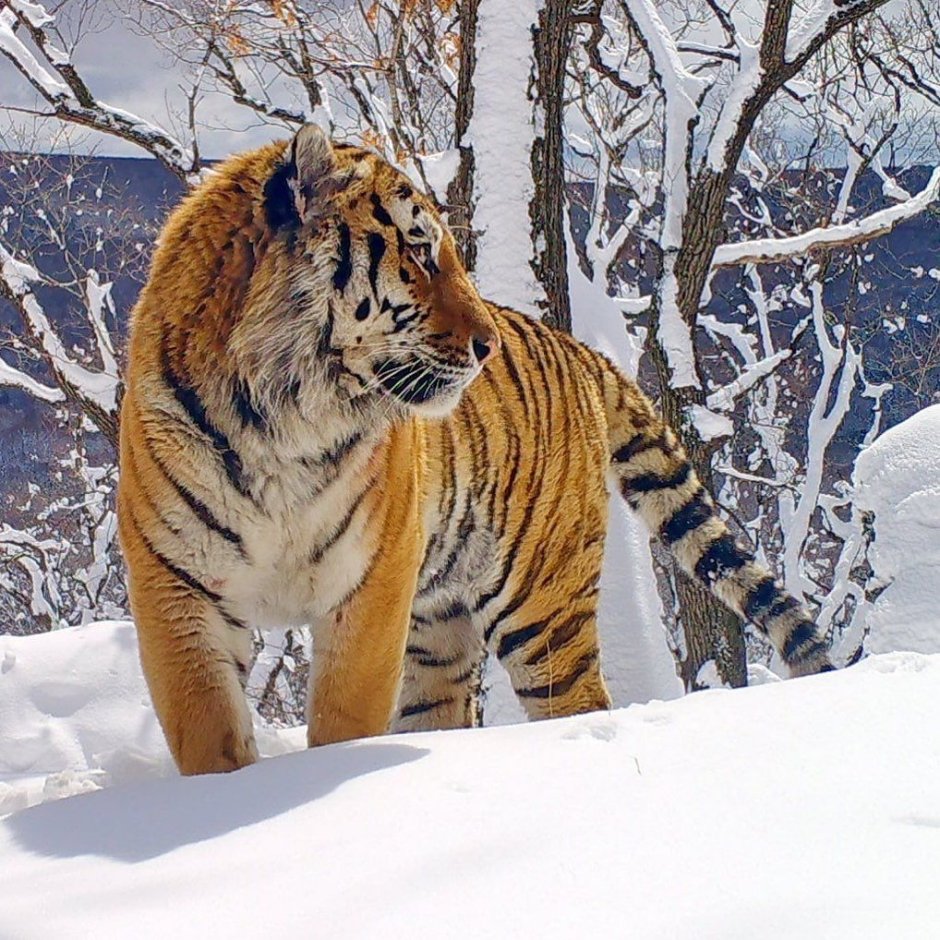 Тигр Дальневосточный Амурский