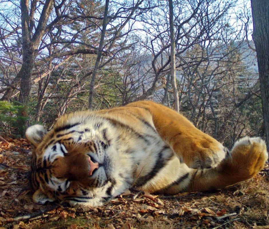 Национальный парк земля леопарда Амурский тигр