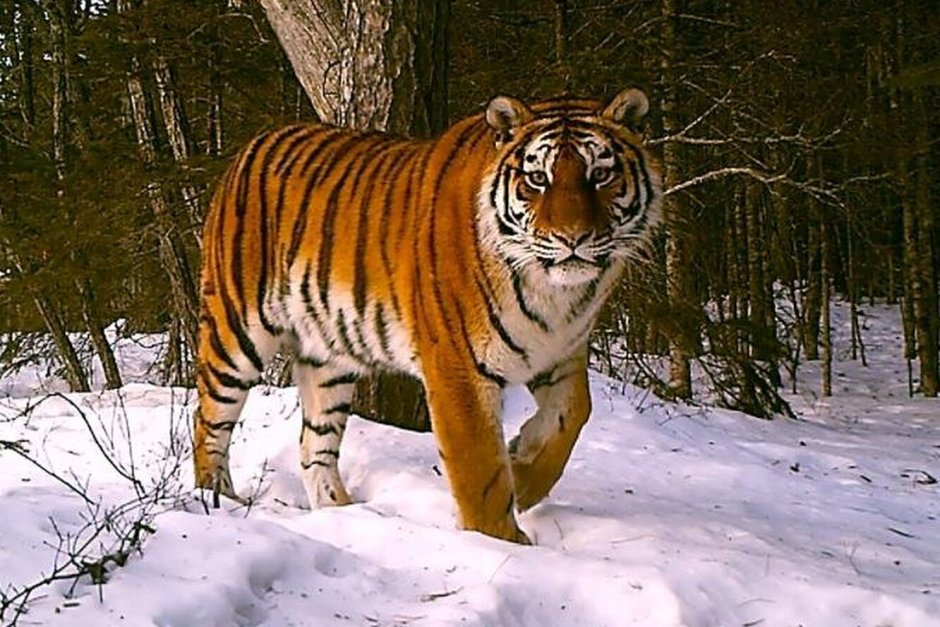 Уссурийский тигр, Стерх
