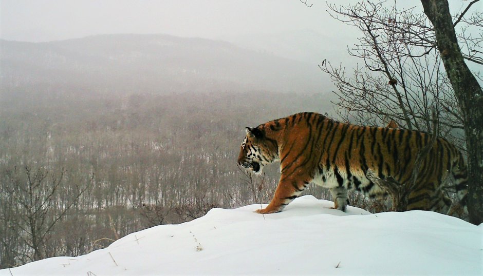 Амурский тигр окрас