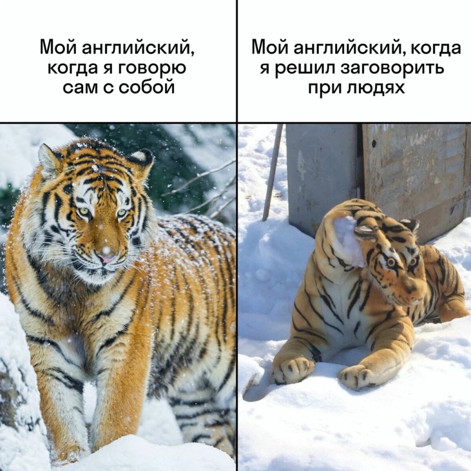 Амурский тигр