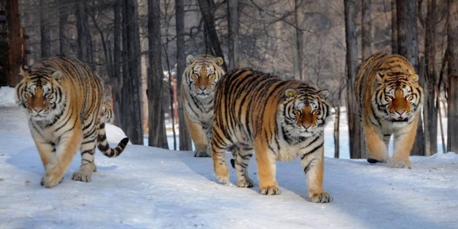 Amur (Ussuri) jolbarisi