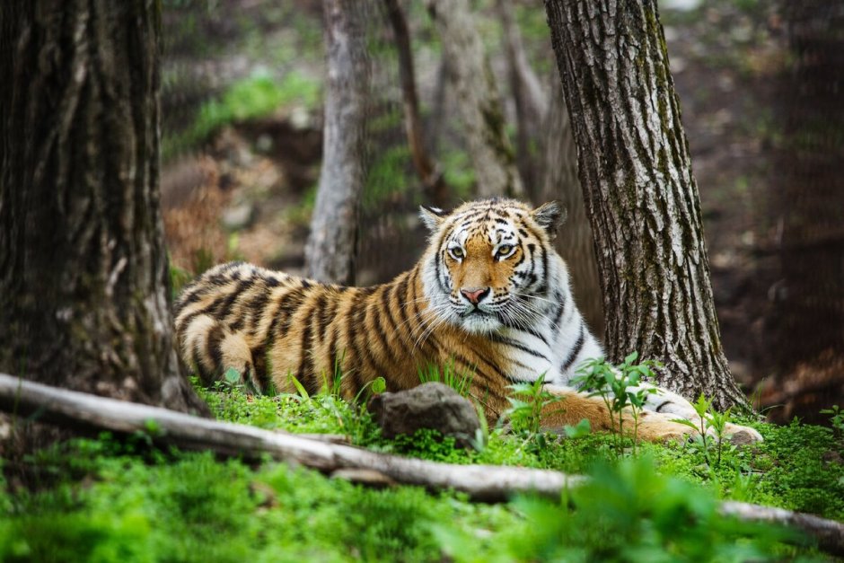 Уссурийская Тайга Амурский тигр