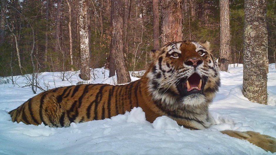 Много тигров зима