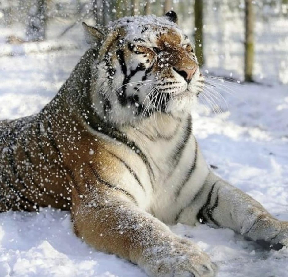 Амурский тигр