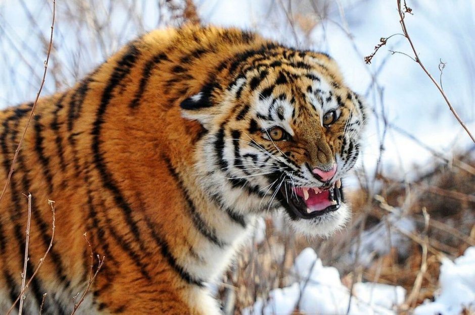 Амурский Тайгер