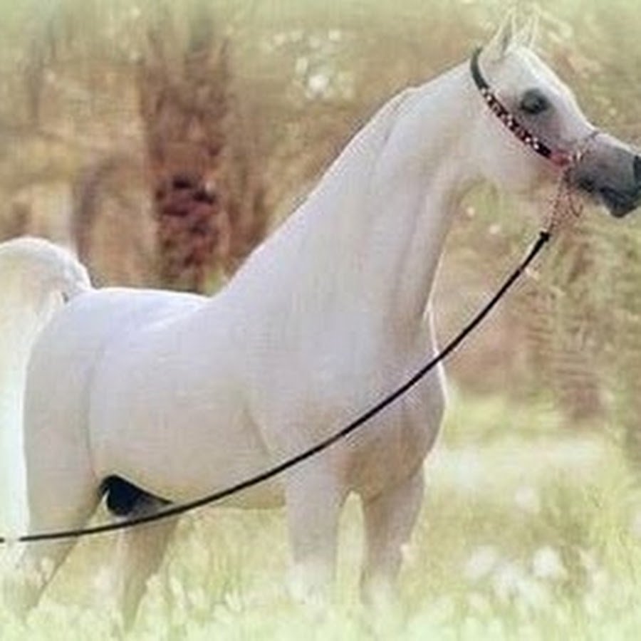 Марвари лошадь