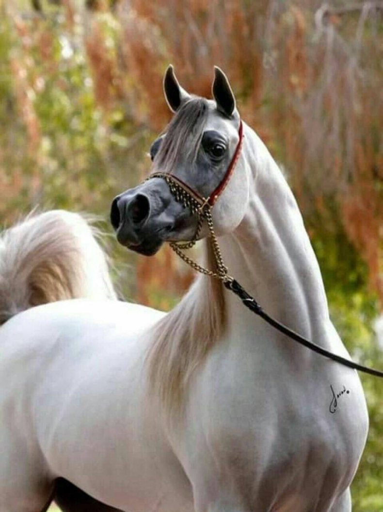 Арабская лошадь (арабский скакун)