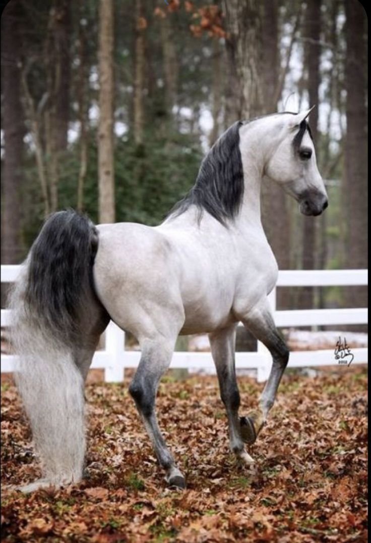 Лошади породы делибоз