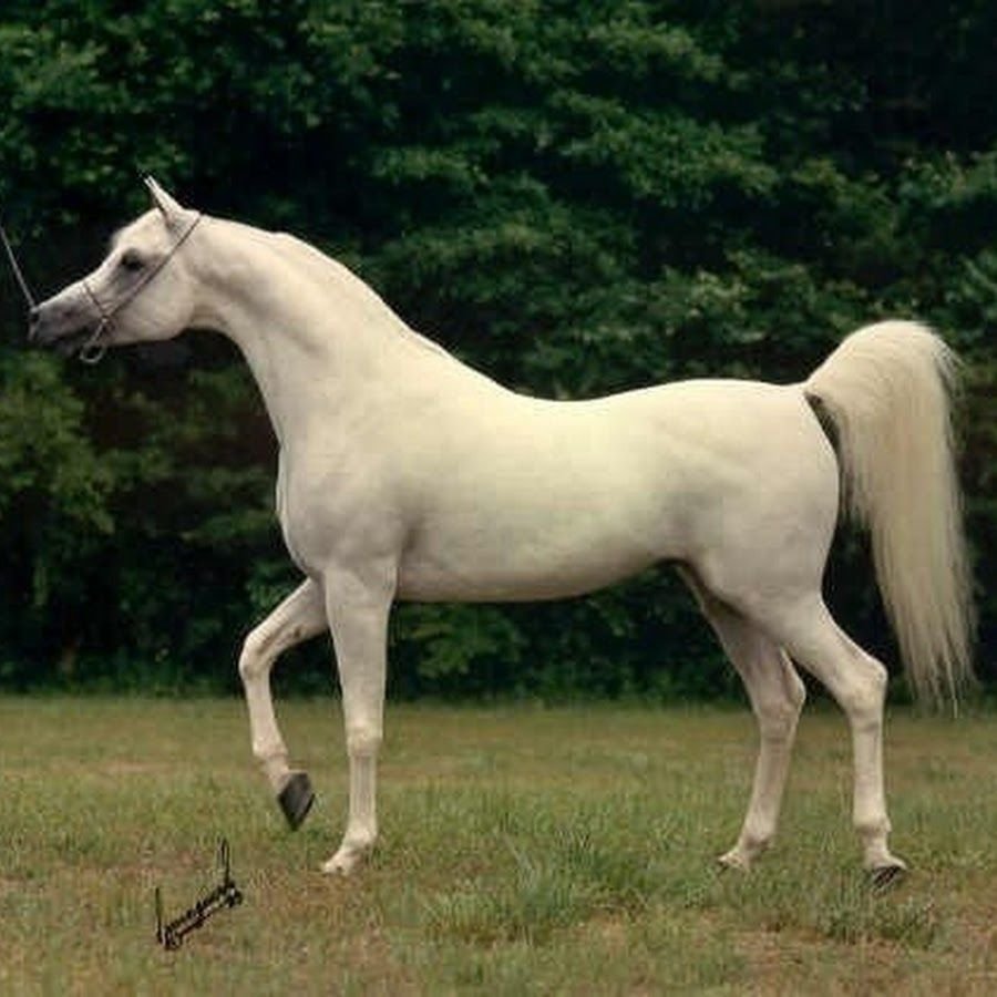 Боевые породы лошадей