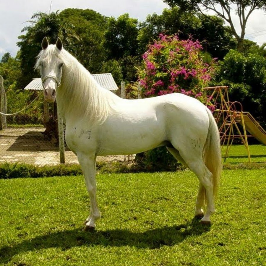 Перуанский Пасо порода лошадей чубарый