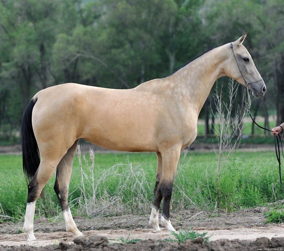 Порода лошадей Ахал-теке