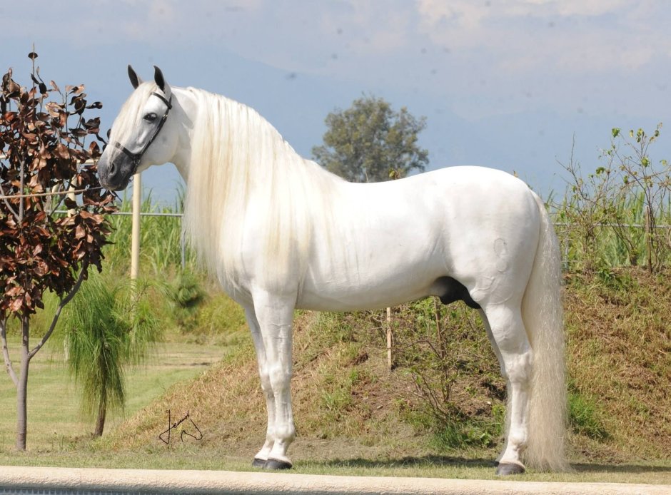 Андалузская лошадь белая