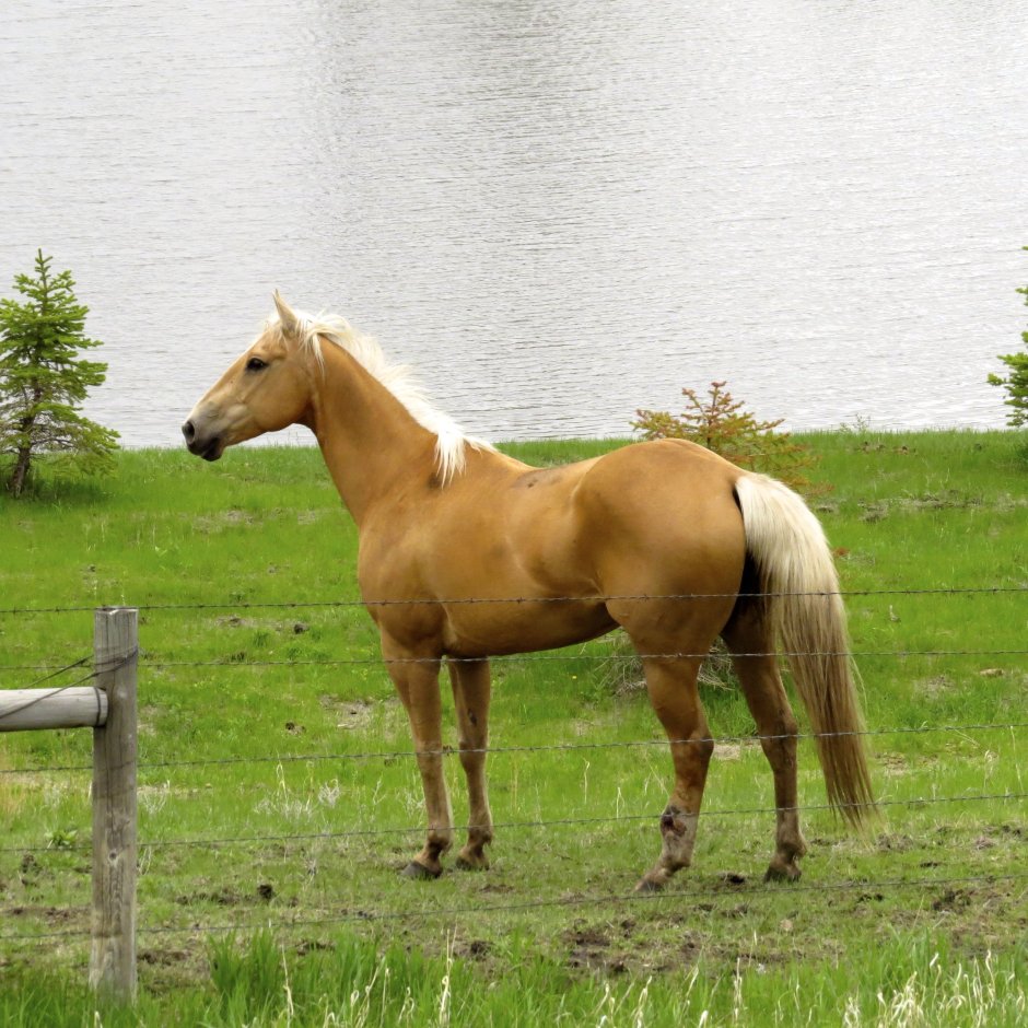 Мустанг буланой масти