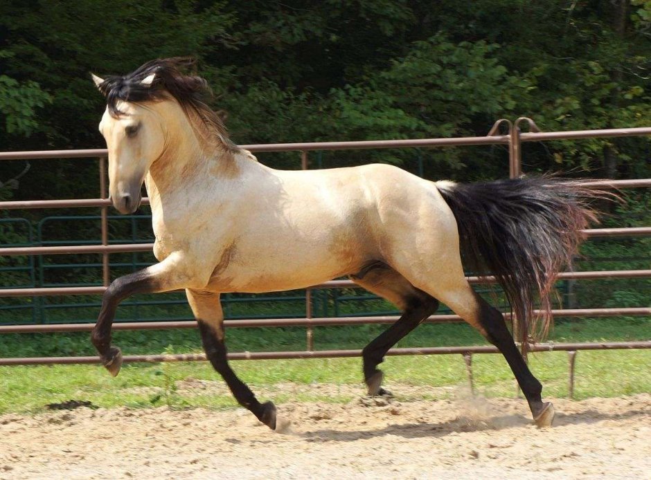 Буланый Лузитано