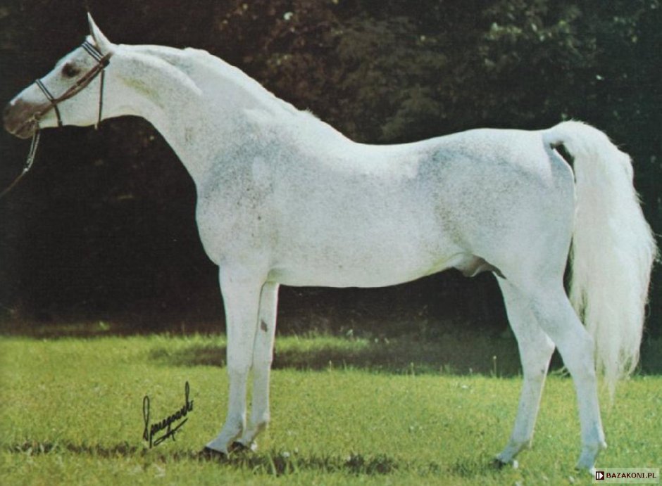 Старая арабская лошадь