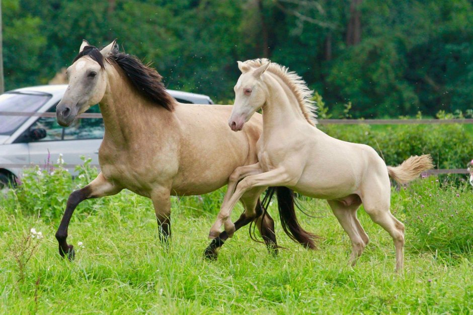 Испанский пони