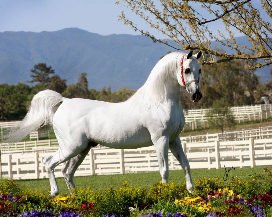 Белый арабский скакун