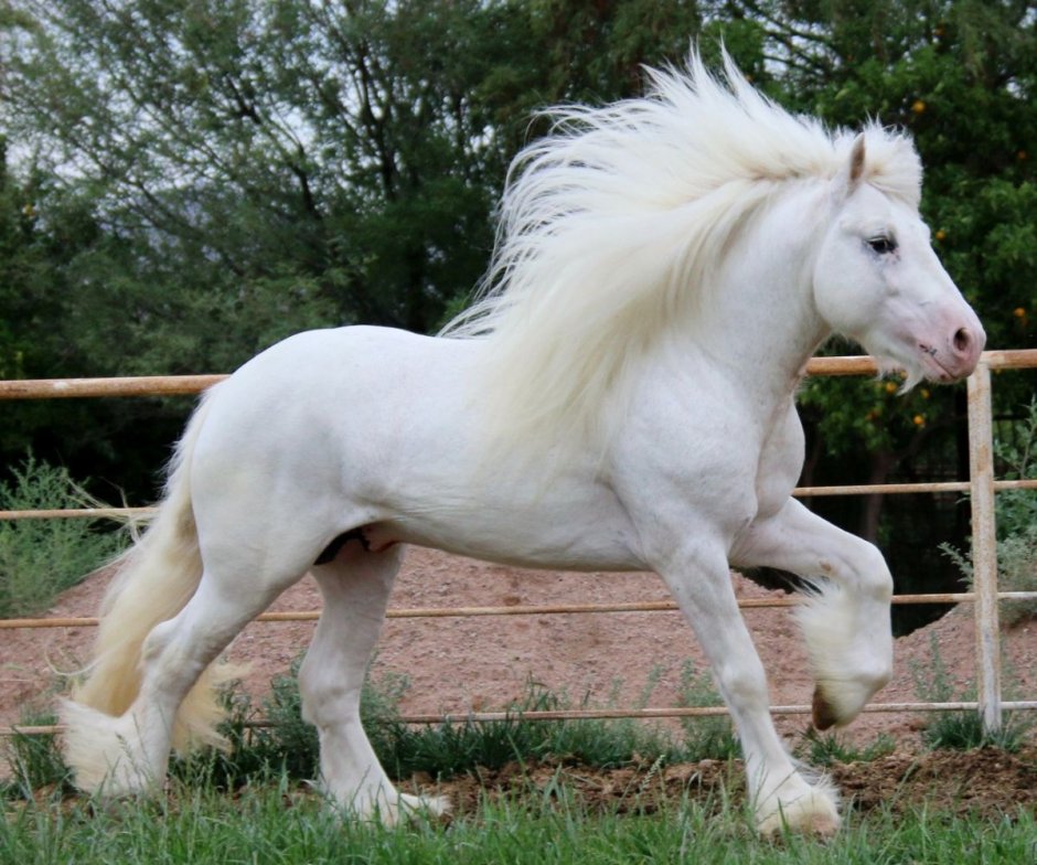 Тяжеловоз Шайр белый