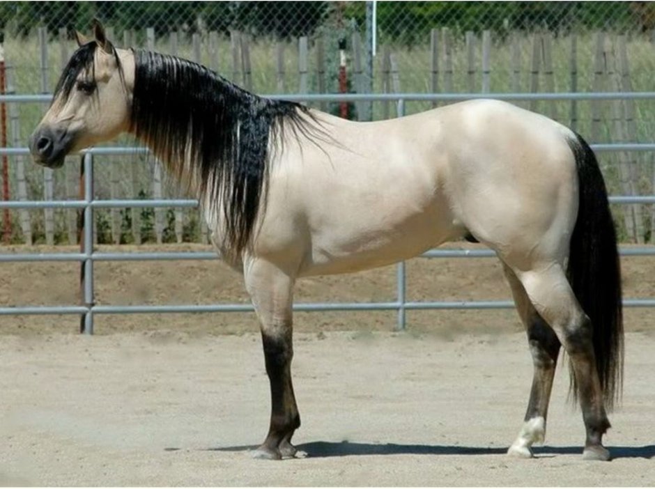 Китайская порода лошадей