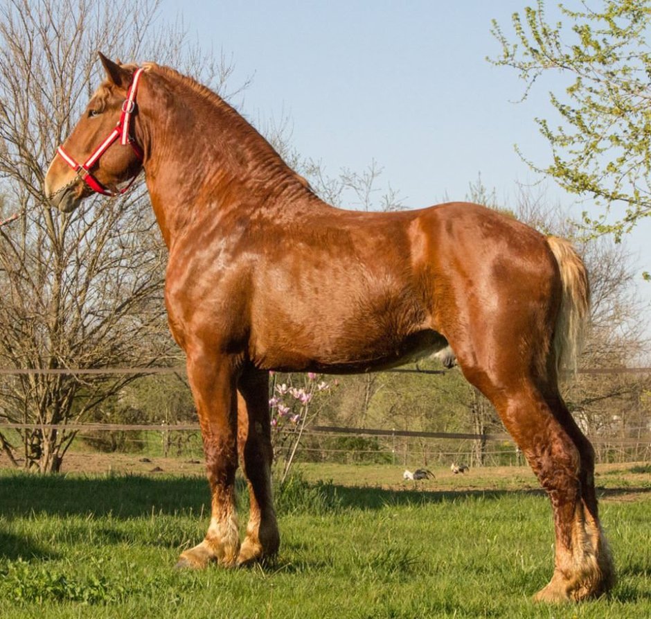 Бельгийский тяжеловоз