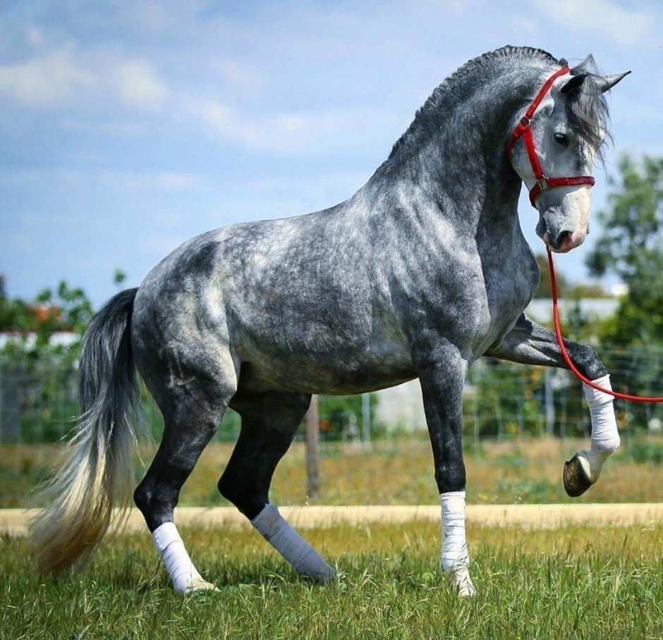 Орловский рысак в яблоках